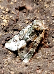 Lacinipolia explicata