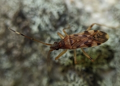 Ozophora picturata