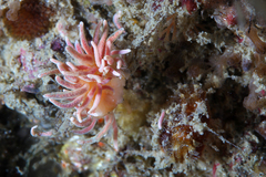 Phyllodesmium serratum
