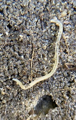 Enchytraeidae