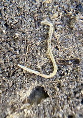 Enchytraeidae