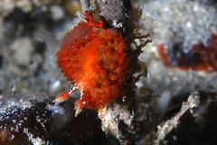 Madrella ferruginosa
