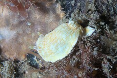 Goniobranchus epicurius