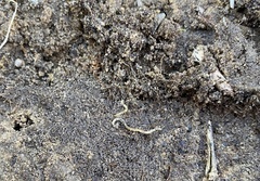 Enchytraeidae