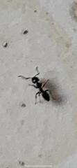 Ochetellus glaber