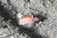 Chromodoris alternata