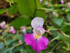 Impatiens balfourii