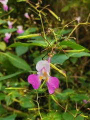 Impatiens balfourii