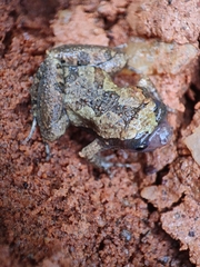 Microhyla ornata