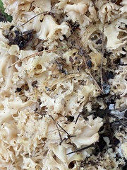 Sparassis crispa
