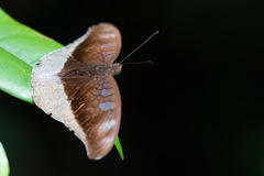 Tanaecia cocytus
