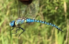 Aeshna affinis