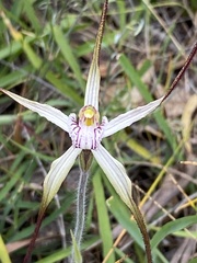 Caladenia polychroma