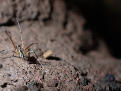 Microlinyphia johnsoni