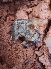 Microhyla ornata