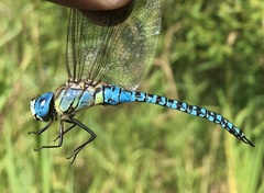 Aeshna affinis