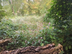 Impatiens balfourii