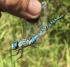 Aeshna affinis