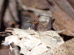 Microlinyphia johnsoni