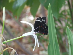 Papilio aegeus aegeus