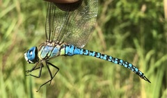 Aeshna affinis