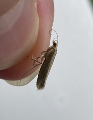 Ypsolopha