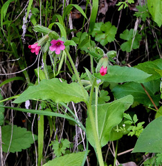 Pulmonaria vallarsae
