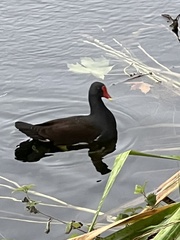 Gallinula chloropus
