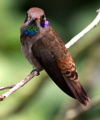 Colibri delphinae