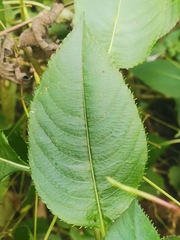 Impatiens balfourii