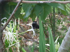 Papilio aegeus aegeus