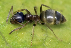 Lasius americanus