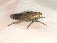 Negosiana dualis