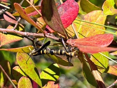 Sesiidae