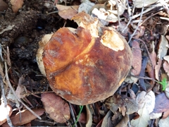 Boletus aereus