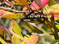 Sesiidae