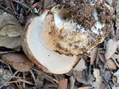 Boletus aereus