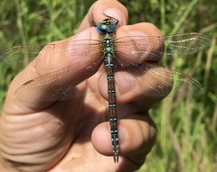 Aeshna affinis