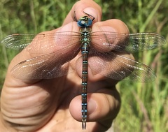 Aeshna affinis