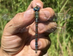 Aeshna affinis
