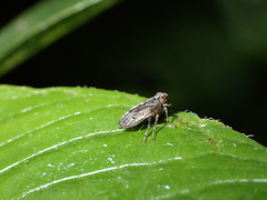 Issidae