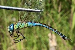 Aeshna affinis