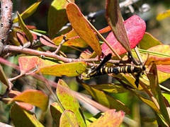 Sesiidae