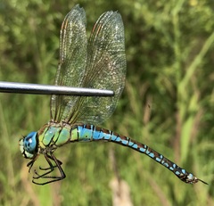 Aeshna affinis