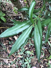 Ardisia quinquegona