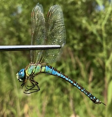 Aeshna affinis