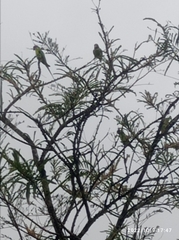 Psittacula cyanocephala