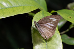 Appias lyncida eleonora