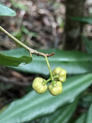 Ardisia quinquegona