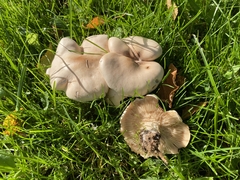 Entoloma clypeatum